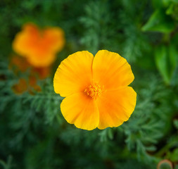 Garden flowers in sunny day on dacha