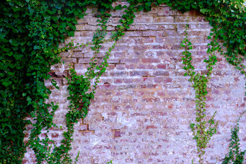 Vintage natural brick wall with ivy left and right, room for copy