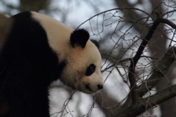 Fototapeta premium giant panda (Ailuropoda melanoleuca)