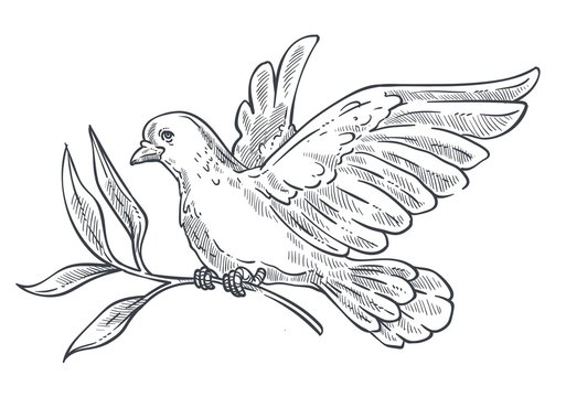 Dove or pigeon flying with olive branch in claws isolated icon