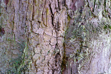 closeups of bark of chestnut tree partly covered with moss