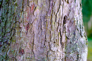 closeups of bark of chestnut tree partly covered with moss