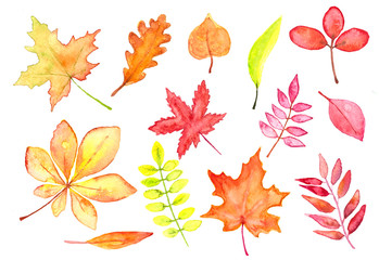 Set of autumn leaves watercolor, red, orange and yellow leaves on white background for autumn fall and Thanksgiving banners