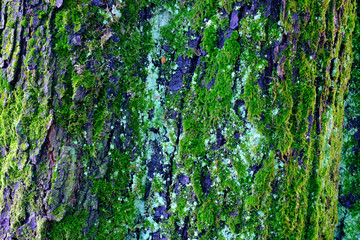 closeups of bark of chestnut tree partly covered with moss