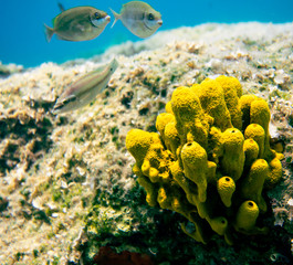 meeting at yellow towers