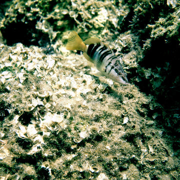 Serranus scriba