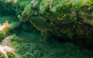 Fototapeta na wymiar big belly fish