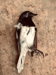 Magpie Bird dead, Magpie bird killed by cat, most of Magpie birds in nature are Predator of cat.