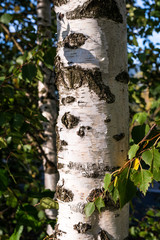 Obraz premium Rinde Birkenstamm