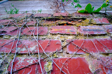 urban flowers ion top of red brick wall room for copy