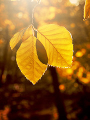Obraz premium Autumn leaves in the morning backlight