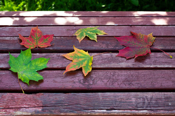 Naklejka na ściany i meble Five colorful maple leaves on a wooden bench