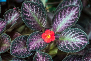 filtonia