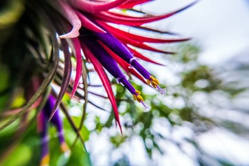 tillandsia