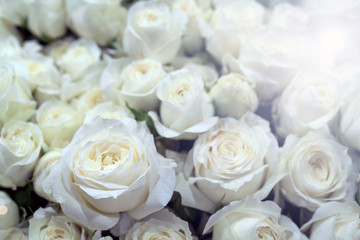 Beautiful white roses background. Floral abstract background for wedding and engagement.