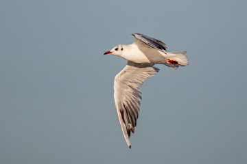 Seagull in Flight