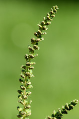 Ambrosiabluete, Ambrosia, artemisiifolia