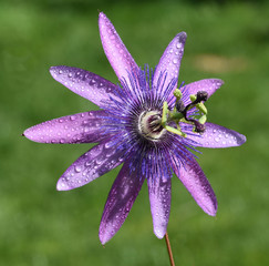 Passionsblume, Passiflora Violacea