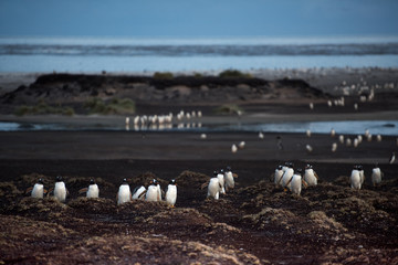 large group of gentoo penguins returning home after dusk - 290004402
