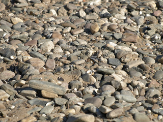 Gravel, shingle and seashells at the beach