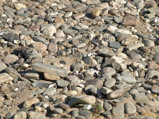 Gravel, shingle and seashells at the beach