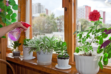 Spraying indoor flowers on the summer balcony.