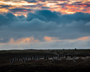 backs of a large group of gentoo penguins returning home after dusk - 290004614