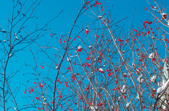 Dipsacales Bilder Durchsuchen 405 Archivfotos, und