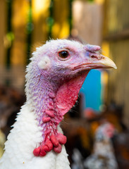 White Turkey Portrait