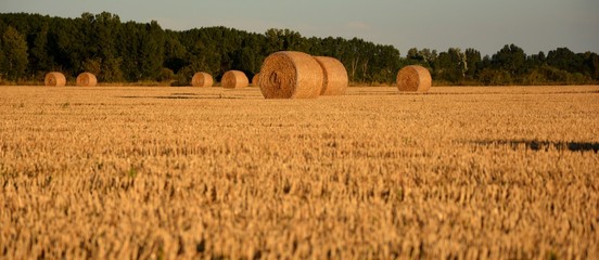 fardos de paja en el campo