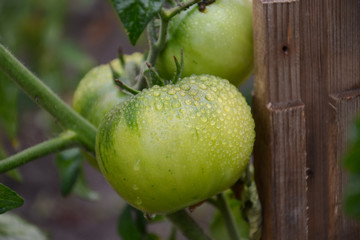 green tomato in the garden