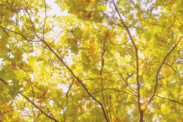 Autumn nostalgic background. Author's processing, soft focus.