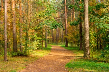 Fotobehang Herfst Walkway in the autumn park on a sunny day. The concept of nostalgic mood.  © Elena Shi