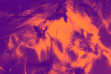 Beautiful closeup textures abstract colorful dark black red yellow and orange feathers and darkness pattern feather background and wallpaper