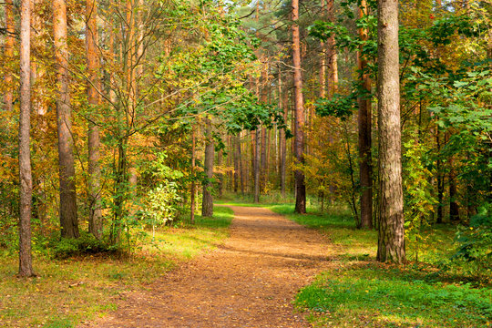 Walkway in the autumn park on a sunny day. The concept of nostalgic mood.