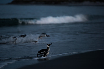 magellanic penguins arriving back on the beach at dusk - 290006415