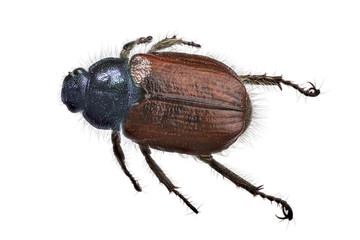 brown and blue scarab beetle top view on white