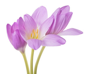 Fototapeta premium light lilac crocus three flowers bunch isolated on white