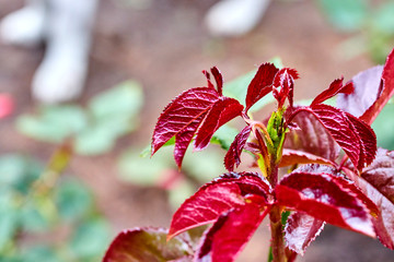 the birth of a beautiful rose bud