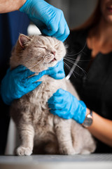 Treatment of cat in veterinary clinic.