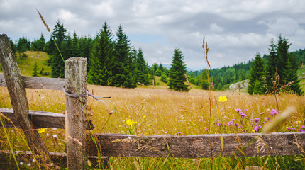 Flowery meadow and mountain clearing