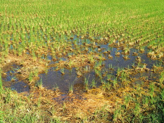 雨上がりの刈田風景