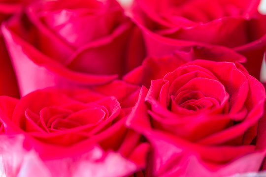 Close up image of red roses
