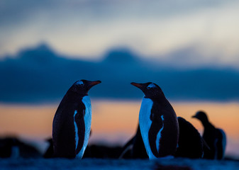 two gentoo penguins standing looking at each other with a sunset backdrop - 290007017