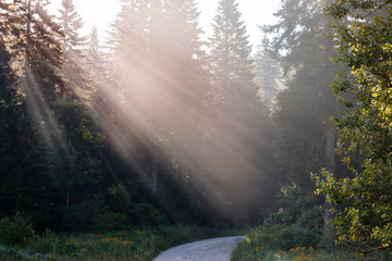 Morning in the forest with sunlight