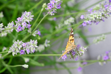 Vanessa cardui - Butterfly Tortoiseshell on lavender flower.