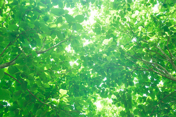Sunlight through the fresh green leaves,green leaves background