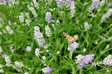 Vanessa cardui - Butterfly Tortoiseshell on lavender flower.