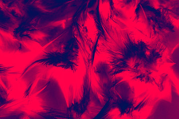 Beautiful closeup textures abstract colorful dark black red and pink feathers and darkness pattern feather background and wallpaper