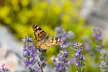 Vanessa cardui - Butterfly Tortoiseshell on lavender flower.